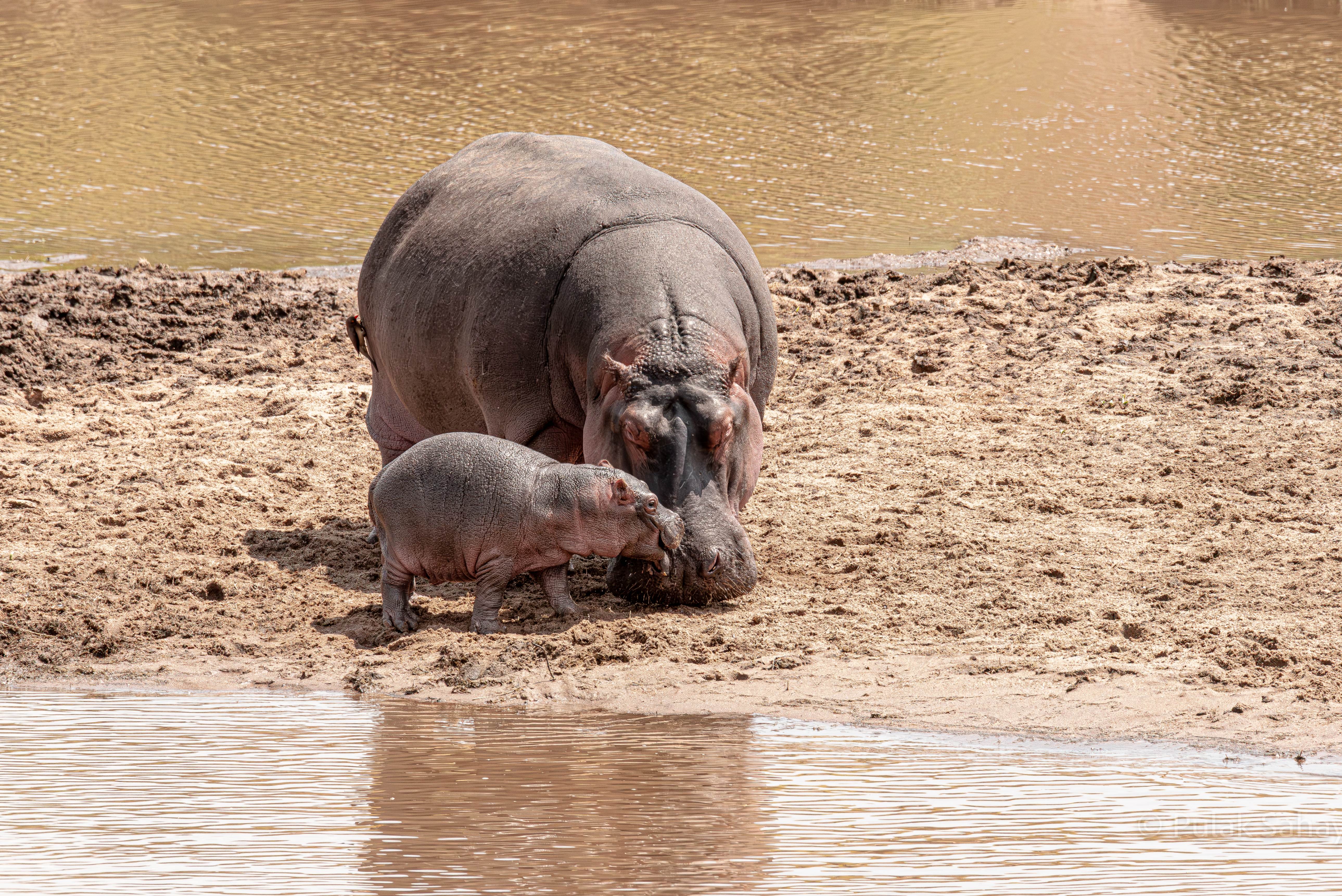 Junior giving advice to Mum